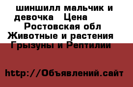 шиншилл мальчик и девочка › Цена ­ 500 - Ростовская обл. Животные и растения » Грызуны и Рептилии   